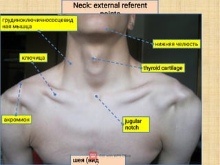 Lecture 10 Topographic anatomy of the neck.pdf