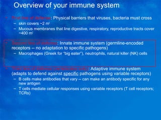 Overview of your immune system
•

First line of defense: Physical barriers that viruses, bacteria must cross
– skin covers ~2 m2
– Mucous membranes that line digestive, respiratory, reproductive tracts cover
~400 m2

•

Second line of defense: Innate immune system (germline-encoded
receptors -- no adaptation to specific pathogens)
– Macrophages (Greek for “big eater”), neutrophils, natural killer (NK) cells

•

Third line of defense (vertebrates only): Adaptive immune system
(adapts to defend against specific pathogens using variable receptors)
– B cells make antibodies that vary -- can make an antibody specific for any
new antigen
– T cells mediate cellular responses using variable receptors (T cell receptors;
TCRs)

 