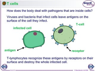 T cells
How does the body deal with pathogens that are inside cells?
Viruses and bacteria that infect cells leave antigens on the
surface of the cell they infect.
T-cell
infected cell

antigen

receptor

T-lymphocytes recognize these antigens by receptors on their
surface and destroy the whole infected cell.
24 of 41

© Boardworks Ltd 2006

 
