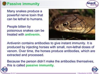 Passive immunity
Many snakes produce a
powerful nerve toxin that
can be lethal to humans.
People bitten by
poisonous snakes can be
treated with antivenin.
Antivenin contains antibodies to give instant immunity. It is
produced by injecting horses with small, non-lethal doses of
venom. Over time, the horses produce antibodies, which are
extracted and processed.
Because the person didn’t make the antibodies themselves,
this is called passive immunity.
29 of 41

© Boardworks Ltd 2006

 