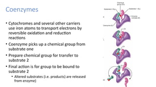 Microbiology and Virology - Lecture 11-13Metabolism.pptx