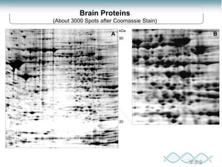 Proteomics: lecture (1) introduction to proteomics | PPT