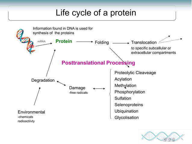 Proteomics Lecture 1 Introduction To Proteomics Ppt Proteomics Lecture 1 Introduction To Proteomics Ppt