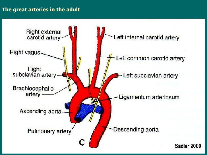 Lecture11 development of the heart and blood vessels
