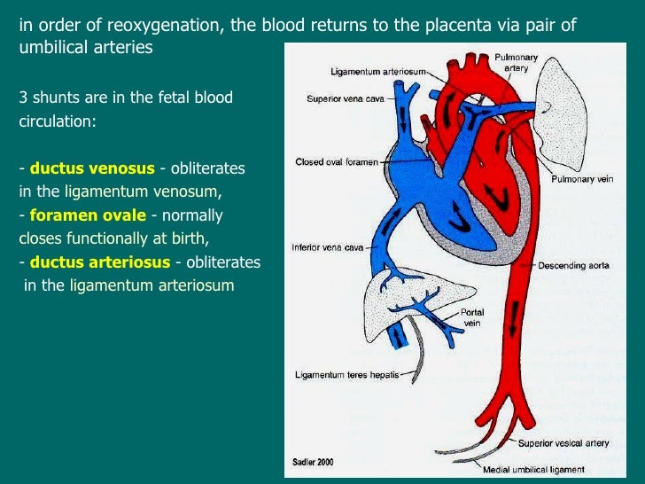 View Ligamentum Arteriosum Function PNG