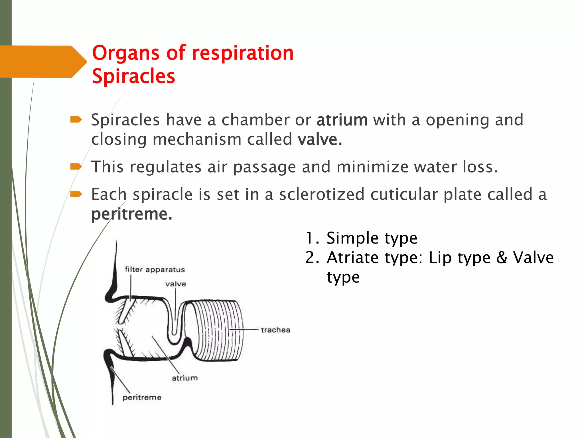 Organs of respiration
Spiracles
 Spiracles have a chamber or atrium with a opening and
closing mechanism called valve.
 This regulates air passage and minimize water loss.
 Each spiracle is set in a sclerotized cuticular plate called a
peritreme.
1. Simple type
2. Atriate type: Lip type & Valve
type
 