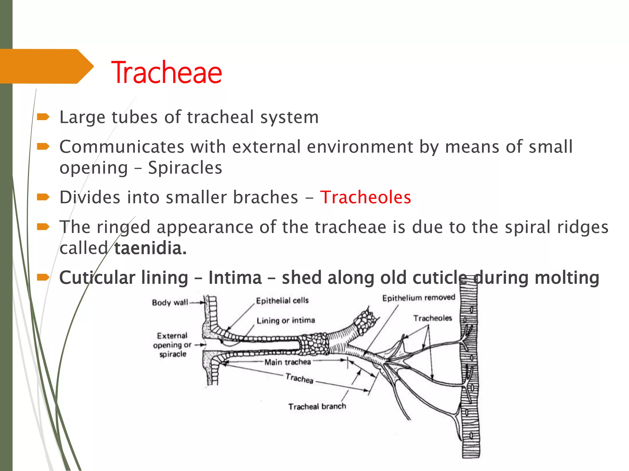 Tracheae
 Large tubes of tracheal system
 Communicates with external environment by means of small
opening – Spiracles
 Divides into smaller braches - Tracheoles
 The ringed appearance of the tracheae is due to the spiral ridges
called taenidia.
 Cuticular lining – Intima – shed along old cuticle during molting
 