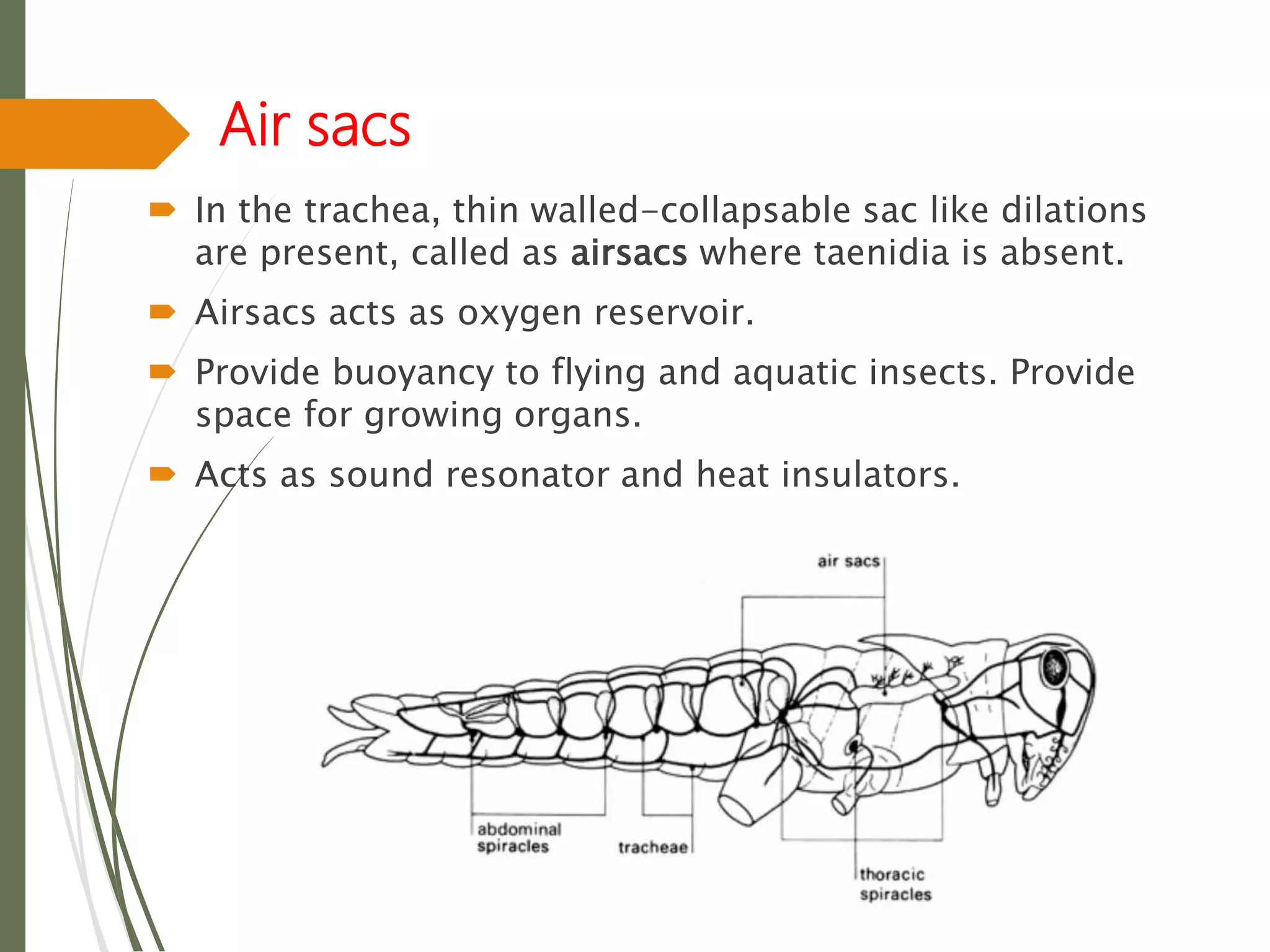 Air sacs
 In the trachea, thin walled-collapsable sac like dilations
are present, called as airsacs where taenidia is absent.
 Airsacs acts as oxygen reservoir.
 Provide buoyancy to flying and aquatic insects. Provide
space for growing organs.
 Acts as sound resonator and heat insulators.
 