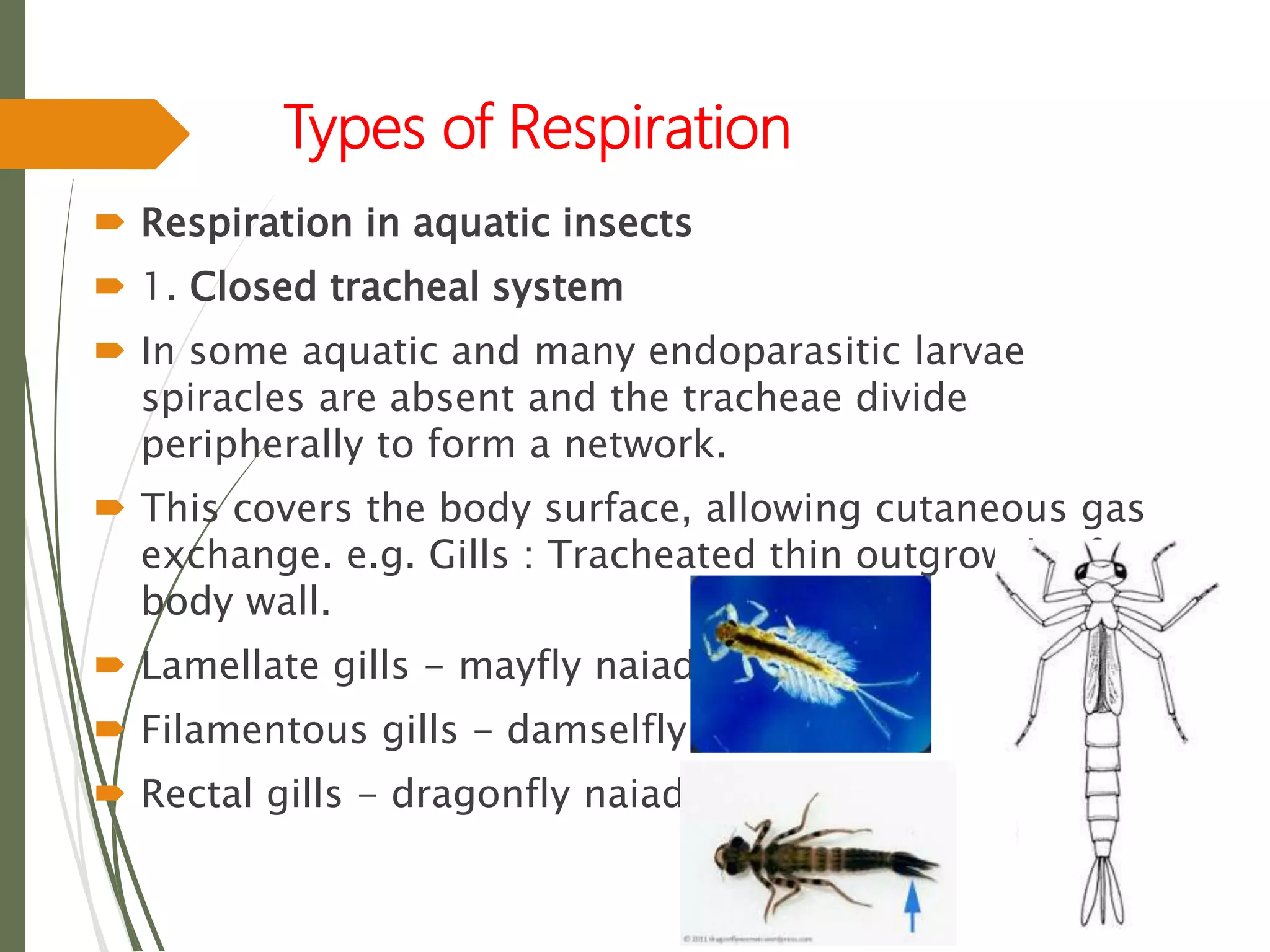 Types of Respiration
 Respiration in aquatic insects
 1. Closed tracheal system
 In some aquatic and many endoparasitic larvae
spiracles are absent and the tracheae divide
peripherally to form a network.
 This covers the body surface, allowing cutaneous gas
exchange. e.g. Gills : Tracheated thin outgrowth of
body wall.
 Lamellate gills - mayfly naiad
 Filamentous gills - damselfly naiad
 Rectal gills - dragonfly naiad
 