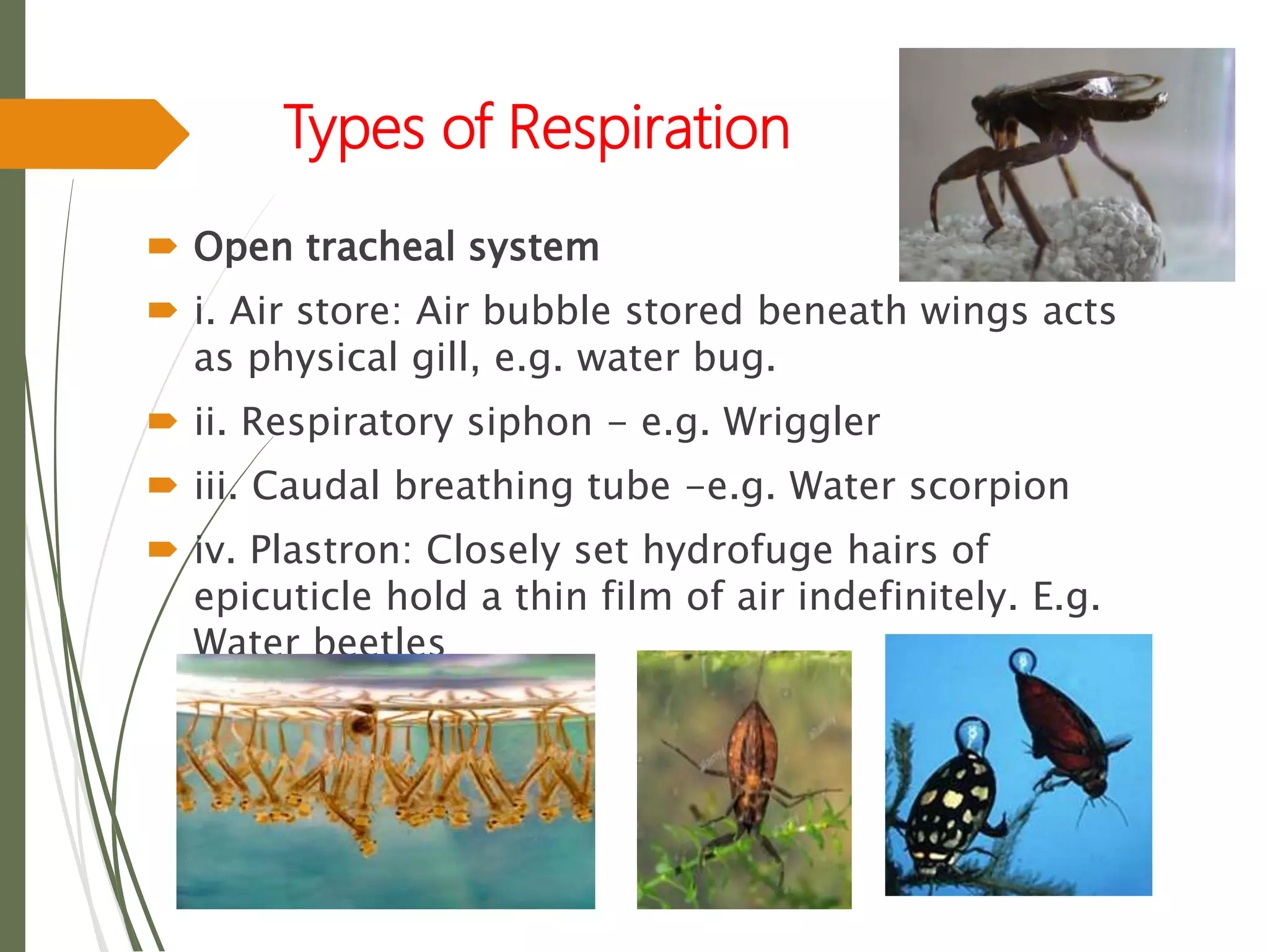  Open tracheal system
 i. Air store: Air bubble stored beneath wings acts
as physical gill, e.g. water bug.
 ii. Respiratory siphon - e.g. Wriggler
 iii. Caudal breathing tube -e.g. Water scorpion
 iv. Plastron: Closely set hydrofuge hairs of
epicuticle hold a thin film of air indefinitely. E.g.
Water beetles
Types of Respiration
 