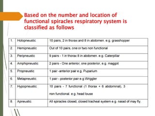 Based on the number and location of
functional spiracles respiratory system is
classified as follows
 