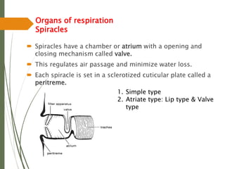 Organs of respiration
Spiracles
 Spiracles have a chamber or atrium with a opening and
closing mechanism called valve.
 This regulates air passage and minimize water loss.
 Each spiracle is set in a sclerotized cuticular plate called a
peritreme.
1. Simple type
2. Atriate type: Lip type & Valve
type
 