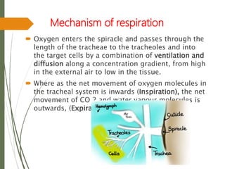 Mechanism of respiration
 Oxygen enters the spiracle and passes through the
length of the tracheae to the tracheoles and into
the target cells by a combination of ventilation and
diffusion along a concentration gradient, from high
in the external air to low in the tissue.
 Where as the net movement of oxygen molecules in
the tracheal system is inwards (Inspiration), the net
movement of CO 2 and water vapour molecules is
outwards, (Expiration).
 