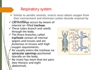 Insect respiratory system