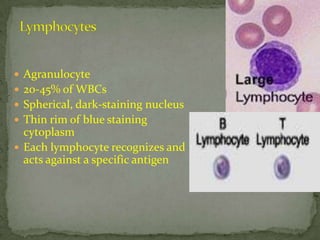 Lymphocytes Agranulocyte  20-45% of WBCs Spherical, dark-staining nucleus Thin rim of blue staining cytoplasm Each lymphocyte recognizes and acts against a specific antigen 