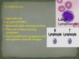  Agranulocyte
 20-45% of WBCs
 Spherical, dark-staining nucleus
 Thin rim of blue staining
cytoplasm
 Each lymphocyte recognizes and
acts against a specific antigen
 