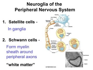 Neuroglia of the
Peripheral Nervous System
1. Satellite cells In ganglia
2. Schwann cells Form myelin
sheath around
peripheral axons
“white matter”

 