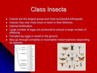 Class Insecta
 Insects are the largest group and most successful arthropods.
 Insects may only mate once or twice in their lifetimes.
 Internal fertilization
 Large number of eggs are produced to ensure a large number of
offspring.
 Females lay eggs in wood or the ground.
 May go through complete or incomplete metamorphosis depending
on species.
 