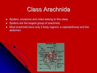 Class Arachnida
 Spiders, scorpions and mites belong to this class.
 Spiders are the largest group of arachnids.
 Most arachnids have only 2 body regions- a cephalothorax and the
abdomen.
 