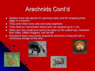 Arachnids Cont’d
 Spiders have silk glands for spinning webs and for wrapping their
eggs in a cocoon.
 Ticks and mites have only one body segment.
 Ticks feed on mammalian blood and can expand up to 1 cm.
 Mites are very small and cannot be seen by the naked eye. However
their bites, called chiggers, can be felt.
 Scorpions have many body segments and have a long tail with a
venomous stinger at the end.
 