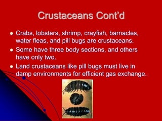 Crustaceans Cont’d
 Crabs, lobsters, shrimp, crayfish, barnacles,
water fleas, and pill bugs are crustaceans.
 Some have three body sections, and others
have only two.
 Land crustaceans like pill bugs must live in
damp environments for efficient gas exchange.
 