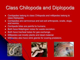 Class Chilopoda and Diplopoda
 Centipedes belong to class Chilopoda and millipedes belong to
class Diplopoda.
 Centipedes are carnivorous and eat soil arthropods, snails, slugs,
and worms.
 Centipede bites are painful to humans.
 Both have Malphigian tubes for waste excretion.
 Both have tracheal tubes for gas exchange.
 Millipedes eat mostly plants and dead material.
 Millipedes also have stink glands for scaring predators.
 