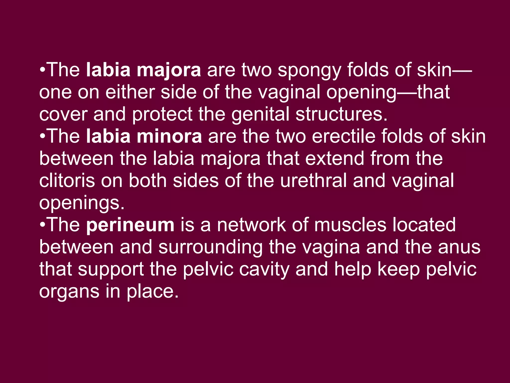 Anatomy Of Female Genital Tract | PPT