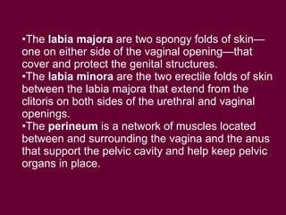 <ul><li>The  labia majora  are two spongy folds of skin—one on either side of the vaginal opening—that cover and protect t...