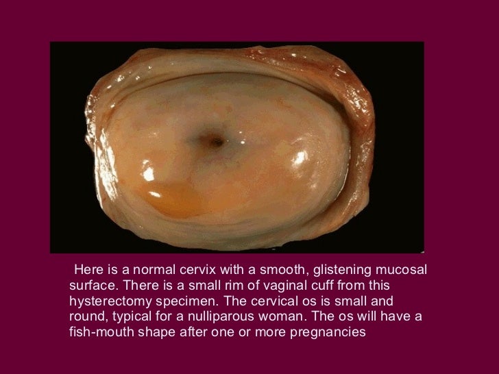 Real vagina diagram, rahibe porno pic