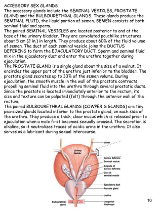 10
ACCESSORY SEX GLANDS
The accessory glands include the SEMINAL VESICLES, PROSTATE
GLAND and the BULBOURETHRAL GLANDS. These glands produce the
SEMINAL FLUID, the liquid portion of semen. SEMEN consists of both
seminal fluid and sperm.
The paired SEMINAL VESICLES are located posterior to and at the
base of the urinary bladder. They are convoluted pouchlike structures
about 5 cm (2 in.) in length. They produce about 60% of the fluid volume
of semen. The duct of each seminal vesicle joins the DUCTUS
DEFERENS to form the EJACULATORY DUCT. Sperm and seminal fluid
mix in the ejaculatory duct and enter the urethra together during
ejaculation.
The PROSTATE GLAND is a single gland about the size of a walnut. It
encircles the upper part of the urethra just inferior to the bladder. The
prostate gland secretes up to 33% of the semen volume. During
ejaculation, the smooth muscle in the wall of the prostate contracts,
propelling seminal fluid into the urethra through several prostatic ducts.
Since the prostate is located immediately anterior to the rectum, its
size and texture can be palpated (felt) through the anterior wall of the
rectum.
The paired BULBOURETHRAL GLANDS (COWPER'S GLANDS) are tiny
pea-sized glands located inferior to the prostate gland, on each side of
the urethra. They produce a thick, clear mucus which is released prior to
ejaculation when a male first becomes sexually aroused. The secretion is
alkaline, so it neutralizes traces of acidic urine in the urethra. It also
serves as a lubricant during sexual intercourse.
 
