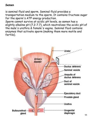 11
Semen
is seminal fluid and sperm. Seminal fluid provides a
transportation medium to the sperm. It contains fructose sugar
for the sperm's ATP energy production.
Sperm cannot survive at acidic pH levels, so semen has a
slightly alkaline pH (7.2-7.7), which neutralizes the acidic pH of
the male's urethra & female's vagina. Seminal fluid contains
enzymes that activate sperm (making them more motile and
fertile).
 