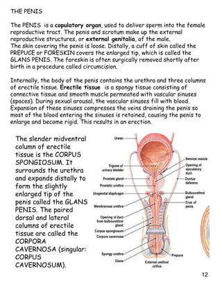 12
THE PENIS
The PENIS is a copulatory organ, used to deliver sperm into the female
reproductive tract. The penis and scrotum make up the external
reproductive structures, or external genitalia, of the male.
The skin covering the penis is loose. Distally, a cuff of skin called the
PREPUCE or FORESKIN covers the enlarged tip, which is called the
GLANS PENIS. The foreskin is often surgically removed shortly after
birth in a procedure called circumcision.
Internally, the body of the penis contains the urethra and three columns
of erectile tissue. Erectile tissue is a spongy tissue consisting of
connective tissue and smooth muscle permeated with vascular sinuses
(spaces). During sexual arousal, the vascular sinuses fill with blood.
Expansion of these sinuses compresses the veins draining the penis so
most of the blood entering the sinuses is retained, causing the penis to
enlarge and become rigid. This results in an erection.
The slender midventral
column of erectile
tissue is the CORPUS
SPONGIOSUM. It
surrounds the urethra
and expands distally to
form the slightly
enlarged tip of the
penis called the GLANS
PENIS. The paired
dorsal and lateral
columns of erectile
tissue are called the
CORPORA
CAVERNOSA (singular:
CORPUS
CAVERNOSUM).
 