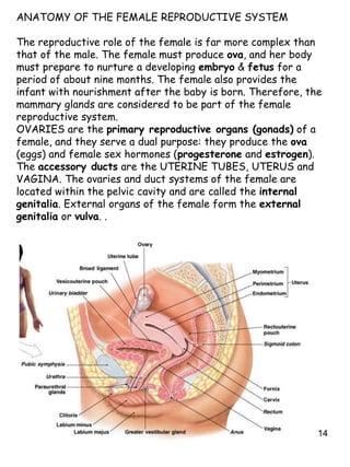 14
ANATOMY OF THE FEMALE REPRODUCTIVE SYSTEM
The reproductive role of the female is far more complex than
that of the male. The female must produce ova, and her body
must prepare to nurture a developing embryo & fetus for a
period of about nine months. The female also provides the
infant with nourishment after the baby is born. Therefore, the
mammary glands are considered to be part of the female
reproductive system.
OVARIES are the primary reproductive organs (gonads) of a
female, and they serve a dual purpose: they produce the ova
(eggs) and female sex hormones (progesterone and estrogen).
The accessory ducts are the UTERINE TUBES, UTERUS and
VAGINA. The ovaries and duct systems of the female are
located within the pelvic cavity and are called the internal
genitalia. External organs of the female form the external
genitalia or vulva. .
 