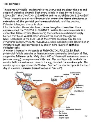 16
THE OVARIES
The paired OVARIES are lateral to the uterus and are about the size and
shape of unshelled almonds. Each ovary is held in place by the BROAD
LIGAMENT, the OVARIAN LIGAMENT and the SUSPENSORY LIGAMENT.
These ligaments are either fibromuscular connective tissue structures or
extensions of the parietal peritoneum which help hold the ovaries,
Fallopian tubes, and uterus in place.
Like the testes, the ovaries have a dense irregular connective tissue
capsule called the TUNICA ALBUGINEA. Within the ovarian capsule is a
connective tissue stroma (framework) that contains a rich blood supply.
Notice that blood vessels enter and exit the ovaries through the
hilus. Embedded in the CORTEX of the stroma are many tiny sac-like
structures called OVARIAN FOLLICLES. Each ovarian follicle consists of an
immature ovum (egg) surrounded by one or more layers of epithelial
follicular cells.
A woman is born with thousands of PRIMORDIAL FOLLICLES. Each
primordial follicle contains an immature ovum surrounded by a layer of flat,
supportive follicular cells. Only about 400 of these will mature and ovulate
(release an egg) during a woman's lifetime. The monthly cycle in which the
ovarian follicles mature and ovulate the egg is called the ovarian cycle. The
ovarian cycle is approximately 28 days. Day 1 of the ovarian cycle is the first
day of a woman's menses (menstruation or "period").
 