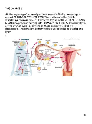 17
THE OVARIES
At the beginning of a sexually mature woman's 28 day ovarian cycle,
around 20 PRIMORDIAL FOLLICLES are stimulated by follicle
stimulating hormone (which is secreted by the ANTERIOR PITUITARY
GLAND) to grow and develop into PRIMARY FOLLICLES. By about Day 6
of the ovarian cycle, all but one of these primary follicles will
degenerate. The dominant primary follicle will continue to develop and
grow.
.
 