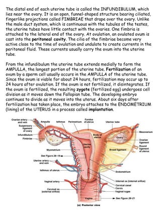 19
The distal end of each uterine tube is called the INFUNDIBULUM, which
lies near the ovary. It is an open, funnel-shaped structure bearing ciliated,
fingerlike projections called FIMBRIAE that drape over the ovary. Unlike
the male duct system, which is continuous with the tubules of the testes,
the uterine tubes have little contact with the ovaries. One fimbria is
attached to the lateral end of the ovary. At ovulation, an ovulated ovum is
cast into the peritoneal cavity. The cilia of the fimbriae become very
active close to the time of ovulation and undulate to create currents in the
peritoneal fluid. These currents usually carry the ovum into the uterine
tube.
From the infundibulum the uterine tube extends medially to form the
AMPULLA, the longest portion of the uterine tube. Fertilization of an
ovum by a sperm cell usually occurs in the AMPULLA of the uterine tube.
Since the ovum is viable for about 24 hours, fertilization may occur up to
24 hours after ovulation. If the ovum is not fertilized, it disintegrates. If
the ovum is fertilized, the resulting zygote (fertilized egg) undergoes cell
division as it moves down the Fallopian tube. The developing embryo
continues to divide as it moves into the uterus. About six days after
fertilization has taken place, the embryo attaches to the ENDOMETRIUM
(lining) of the UTERUS in a process called implantation.
 