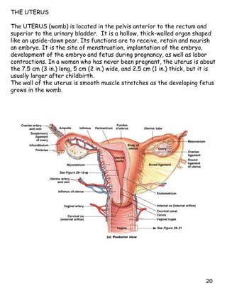 20
THE UTERUS
The UTERUS (womb) is located in the pelvis anterior to the rectum and
superior to the urinary bladder. It is a hollow, thick-walled organ shaped
like an upside-down pear. Its functions are to receive, retain and nourish
an embryo. It is the site of menstruation, implantation of the embryo,
development of the embryo and fetus during pregnancy, as well as labor
contractions. In a woman who has never been pregnant, the uterus is about
the 7.5 cm (3 in.) long, 5 cm (2 in.) wide, and 2.5 cm (1 in.) thick, but it is
usually larger after childbirth.
The wall of the uterus is smooth muscle stretches as the developing fetus
grows in the womb.
 