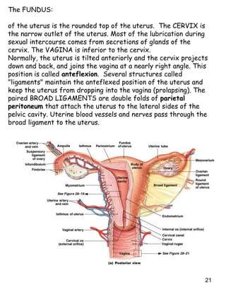 21
The FUNDUS:
of the uterus is the rounded top of the uterus. The CERVIX is
the narrow outlet of the uterus. Most of the lubrication during
sexual intercourse comes from secretions of glands of the
cervix. The VAGINA is inferior to the cervix.
Normally, the uterus is tilted anteriorly and the cervix projects
down and back, and joins the vagina at a nearly right angle. This
position is called anteflexion. Several structures called
"ligaments" maintain the anteflexed position of the uterus and
keep the uterus from dropping into the vagina (prolapsing). The
paired BROAD LIGAMENTS are double folds of parietal
peritoneum that attach the uterus to the lateral sides of the
pelvic cavity. Uterine blood vessels and nerves pass through the
broad ligament to the uterus.
 
