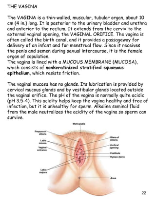 22
THE VAGINA
The VAGINA is a thin-walled, muscular, tubular organ, about 10
cm (4 in.) long. It is posterior to the urinary bladder and urethra
and anterior to the rectum. It extends from the cervix to the
external vaginal opening, the VAGINAL ORIFICE. The vagina is
often called the birth canal, and it provides a passageway for
delivery of an infant and for menstrual flow. Since it receives
the penis and semen during sexual intercourse, it is the female
organ of copulation.
The vagina is lined with a MUCOUS MEMBRANE (MUCOSA),
which consists of nonkeratinized stratified squamous
epithelium, which resists friction.
The vaginal mucosa has no glands. Its lubrication is provided by
cervical mucous glands and by vestibular glands located outside
the vaginal orifice. The pH of the vagina is normally quite acidic
(pH 3.5-4). This acidity helps keep the vagina healthy and free of
infection, but it is unhealthy for sperm. Alkaline seminal fluid
from the male neutralizes the acidity of the vagina so sperm can
survive.
 