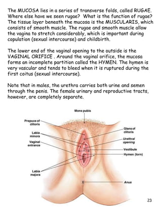 23
The MUCOSA lies in a series of transverse folds, called RUGAE.
Where else have we seen rugae? What is the function of rugae?
The tissue layer beneath the mucosa is the MUSCULARIS, which
consists of smooth muscle. The rugae and smooth muscle allow
the vagina to stretch considerably, which is important during
copulation (sexual intercourse) and childbirth.
The lower end of the vaginal opening to the outside is the
VAGINAL ORIFICE . Around the vaginal orifice, the mucosa
forms an incomplete partition called the HYMEN. The hymen is
very vascular and tends to bleed when it is ruptured during the
first coitus (sexual intercourse).
Note that in males, the urethra carries both urine and semen
through the penis. The female urinary and reproductive tracts,
however, are completely separate.
 