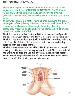 24
THE EXTERNAL GENITALIA
The female reproductive structures located external to the
vagina are called the EXTERNAL GENITALIA. The VULVA or
PUDENDUM is the collective designation for the external
genitalia of the female. The following structures are part of the
vulva.
The MONS PUBIS is a fatty, rounded area overlying the pubic
symphysis. After puberty this area is covered with pubic hair. It
is anterior to the urethral and vaginal openings. Running
posteriorly from the mons pubis are two elongated folds of skin
called the LABIA MAJORA.
The labia majora contain adipose tissue, sebaceous (oil) glands
and apocrine sweat glands, and they are covered with pubic hair.
The labia majora enclose the LABIA MINORA, two thin, delicate,
hair-free skin folds that are covered with mucosa and richly
supplied with sebaceous glands.
The labia minora enclose the VESTIBULE, where the external
openings of the urethra and vagina are located. On either side of
the urethral orifice and vaginal orifice are glands that secrete
mucus, which keeps the mucosa of the labia minora moist and is
used as lubrication during sexual intercourse.
 