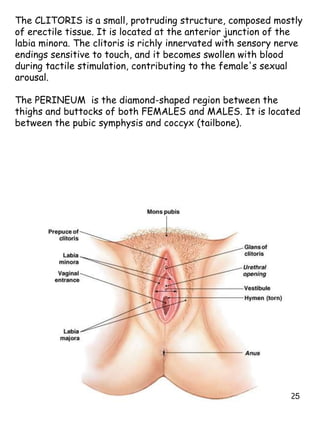 25
The CLITORIS is a small, protruding structure, composed mostly
of erectile tissue. It is located at the anterior junction of the
labia minora. The clitoris is richly innervated with sensory nerve
endings sensitive to touch, and it becomes swollen with blood
during tactile stimulation, contributing to the female's sexual
arousal.
The PERINEUM is the diamond-shaped region between the
thighs and buttocks of both FEMALES and MALES. It is located
between the pubic symphysis and coccyx (tailbone).
 