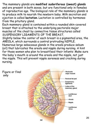 26
The mammary glands are modified sudoriferous (sweat) glands
and are present in both sexes, but are functional only in females
of reproductive age. The biological role of the mammary glands is
to produce milk to nourish the newborn baby. Milk secretion and
ejection is called lactation. Lactation is controlled by hormones
from the pituitary gland.
Each mammary gland is contained within a rounded skin-covered
breast that is attached to the underlying pectoralis major
muscles of the chest by connective tissue structures called
SUSPENSORY LIGAMENTS OF THE BREAST.
Slightly below the center of each breast is a pigmented area, the
AREOLA, which surrounds a central protruding NIPPLE.
Numerous large sebaceous glands in the areola produce sebum
(oil) that lubricates the areola and nipple during nursing. A hint
for those women who plan to breastfeed their infants: Make sure
the baby's mouth is around the areola and the nipple, not just
the nipple. This will prevent nipple soreness and cracking during
nursing.
Figure or final
only
 
