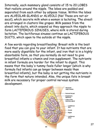 27
Internally, each mammary gland consists of 15 to 20 LOBES
that radiate around the nipple. The lobes are padded and
separated from each other by adipose tissue. Within the lobes
are ALVEOLAR GLANDS or ALVEOLI (No! These are not air
sacs!), which secrete milk when a woman is lactating. The alveoli
are arranged in clusters like grapes. Milk passes from the
alveoli into ducts, which expand as they approach the nipple to
form LACTIFEROUS SINUSES, where milk is stored during
lactation. The lactiferous sinuses continue as LACTIFEROUS
DUCTS, which open to the outside at the nipple.
A few words regarding breastfeeding: Breast milk is the best
food that you can give to your infant. It has nutrients that are
more easily digestible for the infant, and iron that is in a highly
absorbable form, so that you normally do not need to give
breastfed infants a vitamin and iron supplement. The nutrients
in infant formula are harder for the infant to digest. This
means that the baby's tummy feels fuller longer (which is why
formula fed infants can go longer between meals than
breastfed infants), but the baby is not getting the nutrients in
the form that nature intended. Also, the unique fats in breast
milk are necessary for proper central nervous system
development.
 