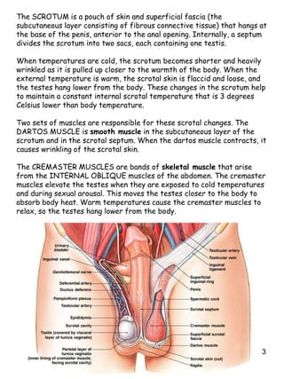 3
The SCROTUM is a pouch of skin and superficial fascia (the
subcutaneous layer consisting of fibrous connective tissue) that hangs at
the base of the penis, anterior to the anal opening. Internally, a septum
divides the scrotum into two sacs, each containing one testis.
When temperatures are cold, the scrotum becomes shorter and heavily
wrinkled as it is pulled up closer to the warmth of the body. When the
external temperature is warm, the scrotal skin is flaccid and loose, and
the testes hang lower from the body. These changes in the scrotum help
to maintain a constant internal scrotal temperature that is 3 degrees
Celsius lower than body temperature.
Two sets of muscles are responsible for these scrotal changes. The
DARTOS MUSCLE is smooth muscle in the subcutaneous layer of the
scrotum and in the scrotal septum. When the dartos muscle contracts, it
causes wrinkling of the scrotal skin.
The CREMASTER MUSCLES are bands of skeletal muscle that arise
from the INTERNAL OBLIQUE muscles of the abdomen. The cremaster
muscles elevate the testes when they are exposed to cold temperatures
and during sexual arousal. This moves the testes closer to the body to
absorb body heat. Warm temperatures cause the cremaster muscles to
relax, so the testes hang lower from the body.
 