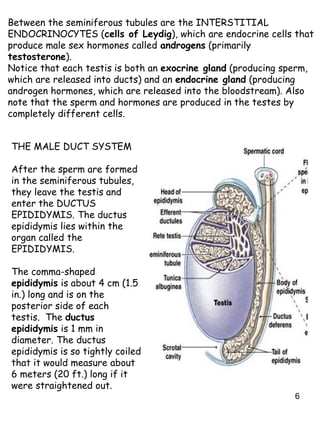 6
Between the seminiferous tubules are the INTERSTITIAL
ENDOCRINOCYTES (cells of Leydig), which are endocrine cells that
produce male sex hormones called androgens (primarily
testosterone).
Notice that each testis is both an exocrine gland (producing sperm,
which are released into ducts) and an endocrine gland (producing
androgen hormones, which are released into the bloodstream). Also
note that the sperm and hormones are produced in the testes by
completely different cells.
THE MALE DUCT SYSTEM
After the sperm are formed
in the seminiferous tubules,
they leave the testis and
enter the DUCTUS
EPIDIDYMIS. The ductus
epididymis lies within the
organ called the
EPIDIDYMIS.
The comma-shaped
epididymis is about 4 cm (1.5
in.) long and is on the
posterior side of each
testis. The ductus
epididymis is 1 mm in
diameter. The ductus
epididymis is so tightly coiled
that it would measure about
6 meters (20 ft.) long if it
were straightened out.
 