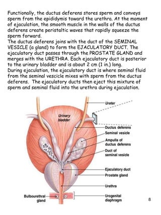 8
Functionally, the ductus deferens stores sperm and conveys
sperm from the epididymis toward the urethra. At the moment
of ejaculation, the smooth muscle in the walls of the ductus
deferens create peristaltic waves that rapidly squeeze the
sperm forward.
The ductus deferens joins with the duct of the SEMINAL
VESICLE (a gland) to form the EJACULATORY DUCT. The
ejaculatory duct passes through the PROSTATE GLAND and
merges with the URETHRA. Each ejaculatory duct is posterior
to the urinary bladder and is about 2 cm (1 in.) long.
During ejaculation, the ejaculatory duct is where seminal fluid
from the seminal vescicle mixes with sperm from the ductus
deferens. The ejaculatory ducts then eject this mixture of
sperm and seminal fluid into the urethra during ejaculation.
 