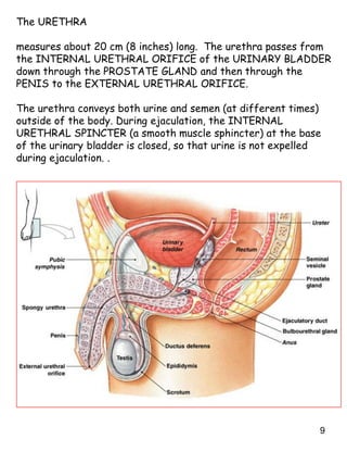 9
The URETHRA
measures about 20 cm (8 inches) long. The urethra passes from
the INTERNAL URETHRAL ORIFICE of the URINARY BLADDER
down through the PROSTATE GLAND and then through the
PENIS to the EXTERNAL URETHRAL ORIFICE.
The urethra conveys both urine and semen (at different times)
outside of the body. During ejaculation, the INTERNAL
URETHRAL SPINCTER (a smooth muscle sphincter) at the base
of the urinary bladder is closed, so that urine is not expelled
during ejaculation. .
 