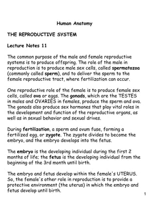 1
Human Anatomy
THE REPRODUCTIVE SYSTEM
Lecture Notes 11
The common purpose of the male and female reproductive
systems is to produce offspring. The role of the male in
reproduction is to produce male sex cells, called spermatozoa
(commonly called sperm), and to deliver the sperm to the
female reproductive tract, where fertilization can occur.
One reproductive role of the female is to produce female sex
cells, called ova or eggs. The gonads, which are the TESTES
in males and OVARIES in females, produce the sperm and ova.
The gonads also produce sex hormones that play vital roles in
the development and function of the reproductive organs, as
well as in sexual behavior and sexual drives.
During fertilization, a sperm and ovum fuse, forming a
fertilized egg, or zygote. The zygote divides to become the
embryo, and the embryo develops into the fetus.
The embryo is the developing individual during the first 2
months of life; the fetus is the developing individual from the
beginning of the 3rd month until birth.
The embryo and fetus develop within the female's UTERUS.
So, the female's other role in reproduction is to provide a
protective environment (the uterus) in which the embryo and
fetus develop until birth.
 