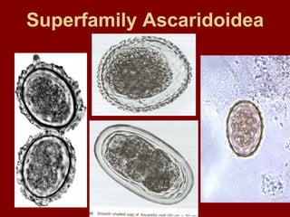 Superfamily Ascaridoidea
 